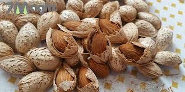 تصویر 2 از قیمت روز بادام پوست کاغذی
